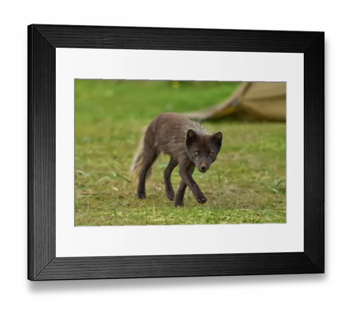 Framed Print : Arctic fox (Vulpes lagopus) male, blue morph in summer coat, walking through campsite, Hornvik, Hornstrandir Nature Reserve, Iceland. July Framed Print : Arctic fox (Vulpes lagopus) male, blue morph in summer coat, walking through campsite, Hornvik, Hornstrandir Nature Reserve, Iceland. July