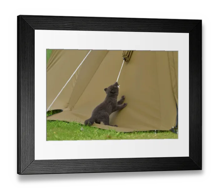 Framed Print : Arctic fox (Vulpes lagopus) cub, aged 6 weeks, blue morph in summer coat, playing with tent guy rope n campsite, Hornvik, Hornstrandir Nature Reserve, Iceland. July