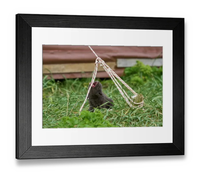 Framed Print : Arctic fox (Vulpes lagopus) cub, aged 6 weeks, blue morph in summer coat, playing with tent guy rope in campsite, Hornvik, Hornstrandir Nature Reserve, Iceland. July Framed Print : Arctic fox (Vulpes lagopus) cub, aged 6 weeks, blue morph in summer coat, playing with tent guy rope in campsite, Hornvik, Hornstrandir Nature Reserve, Iceland. July