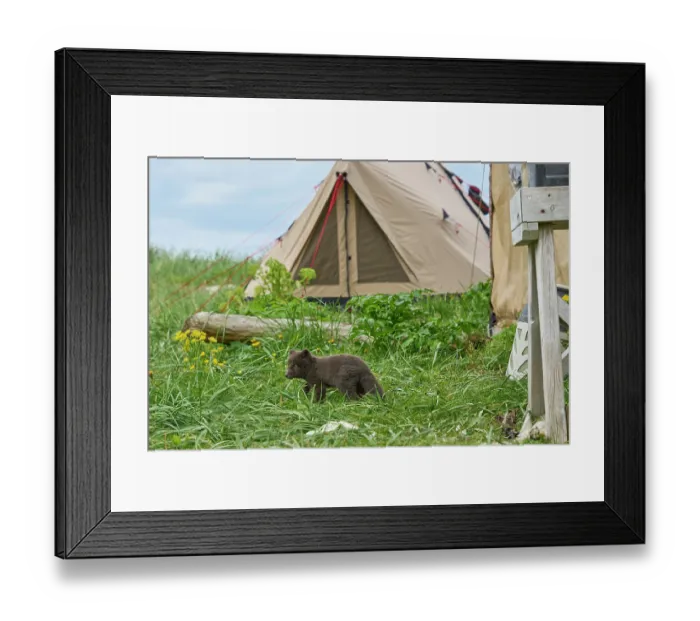 Framed Print : Arctic fox (Vulpes lagopus) cub, aged 6 weeks, blue morph in summer coat, outside den among tents in campsite, Hornvik, Hornstrandir Nature Reserve, Iceland. July Framed Print : Arctic fox (Vulpes lagopus) cub, aged 6 weeks, blue morph in summer coat, outside den among tents in campsite, Hornvik, Hornstrandir Nature Reserve, Iceland. July