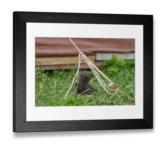 Framed Print : Arctic fox (Vulpes lagopus) cub, aged 6 weeks, blue morph in summer coat, playing with tent guy rope in campsite, Hornvik, Hornstrandir Nature Reserve, Iceland. July Framed Print : Arctic fox (Vulpes lagopus) cub, aged 6 weeks, blue morph in summer coat, playing with tent guy rope in campsite, Hornvik, Hornstrandir Nature Reserve, Iceland. July