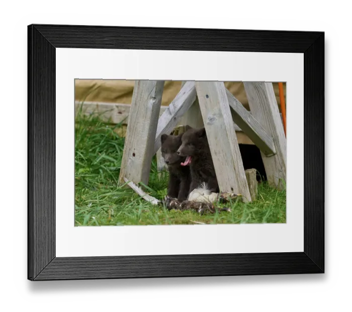 Framed Print : Two Arctic fox (Vulpes lagopus) cubs, aged 6 weeks, blue morph in summer coat, outside den in campsite with seabird carcass, Hornvik, Hornstrandir Nature Reserve, Iceland. July Framed Print : Two Arctic fox (Vulpes lagopus) cubs, aged 6 weeks, blue morph in summer coat, outside den in campsite with seabird carcass, Hornvik, Hornstrandir Nature Reserve, Iceland. July