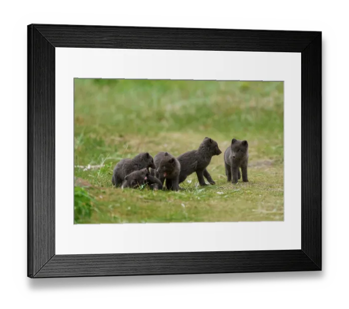 Framed Print : Arctic fox (Vulpes lagopus) cubs, aged 6 weeks, blue morph in summer coat, playing in campsite, Hornvik, Hornstrandir Nature Reserve, Iceland. July Framed Print : Arctic fox (Vulpes lagopus) cubs, aged 6 weeks, blue morph in summer coat, playing in campsite, Hornvik, Hornstrandir Nature Reserve, Iceland. July