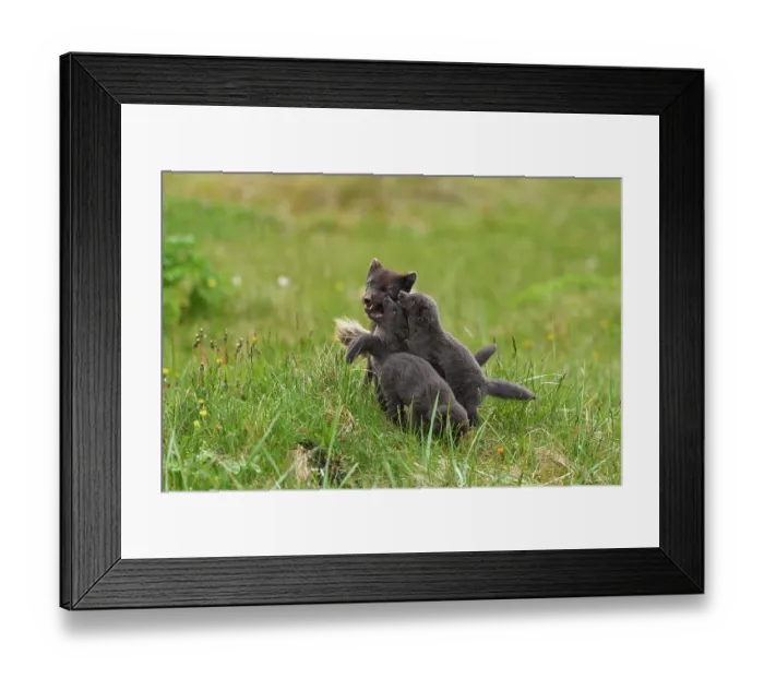 Framed Print : Arctic fox (Vulpes lagopus) male, blue morph in summer coat, playing with cubs, aged 6 weeks, in campsite, Hornvik, Hornstrandir Nature Reserve, Iceland. July Framed Print : Arctic fox (Vulpes lagopus) male, blue morph in summer coat, playing with cubs, aged 6 weeks, in campsite, Hornvik, Hornstrandir Nature Reserve, Iceland. July