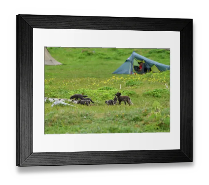Framed Print : Arctic fox (Vulpes lagopus) male, blue morph in summer coat, among tents in campsite with cubs, aged 6 weeks, Hornvik, Hornstrandir Nature Reserve, Iceland. July Framed Print : Arctic fox (Vulpes lagopus) male, blue morph in summer coat, among tents in campsite with cubs, aged 6 weeks, Hornvik, Hornstrandir Nature Reserve, Iceland. July