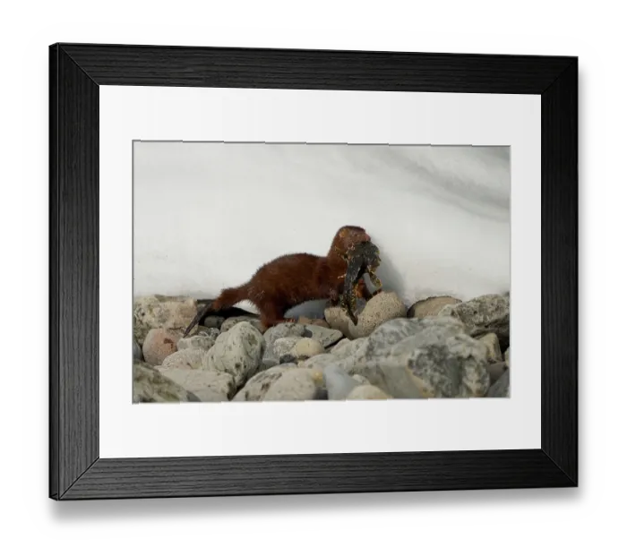 Framed Print : American mink (Neogale vison) carrying Shorthorn sculpin (Myoxocephalus scorpius) prey in mouth, Hornstrandir Nature Reserve, Iceland. March Framed Print : American mink (Neogale vison) carrying Shorthorn sculpin (Myoxocephalus scorpius) prey in mouth, Hornstrandir Nature Reserve, Iceland. March