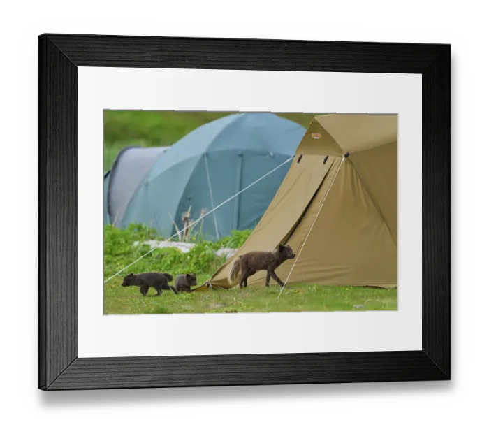 Framed Print : Arctic fox (Vulpes lagopus) male, blue morph in summer coat, among tents in campsite with cubs, aged 6 weeks, Hornvik, Hornstrandir Nature Reserve, Iceland. July Framed Print : Arctic fox (Vulpes lagopus) male, blue morph in summer coat, among tents in campsite with cubs, aged 6 weeks, Hornvik, Hornstrandir Nature Reserve, Iceland. July
