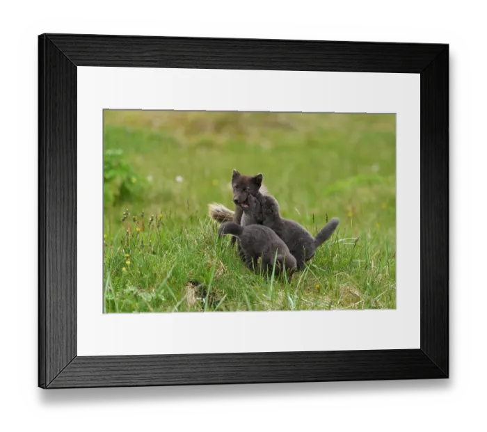 Framed Print : Arctic fox (Vulpes lagopus) male, blue morph in summer coat, playing with cubs, aged 6 weeks, in campsite, Hornvik, Hornstrandir Nature Reserve, Iceland. July Framed Print : Arctic fox (Vulpes lagopus) male, blue morph in summer coat, playing with cubs, aged 6 weeks, in campsite, Hornvik, Hornstrandir Nature Reserve, Iceland. July
