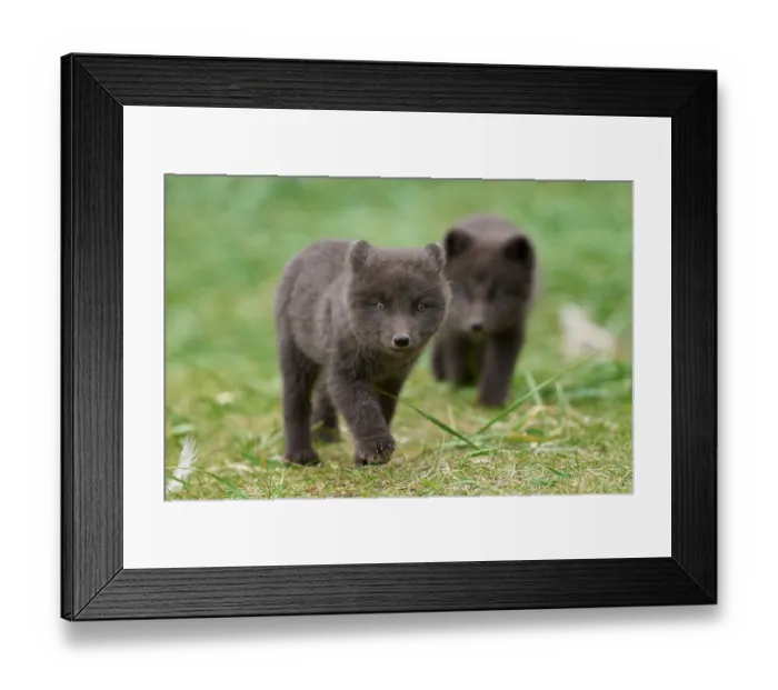 Framed Print : Two Arctic fox (Vulpes lagopus) cubs, aged 6 weeks, blue morph in summer coat, walking through campsite, Hornvik, Hornstrandir Nature Reserve, Iceland. July Framed Print : Two Arctic fox (Vulpes lagopus) cubs, aged 6 weeks, blue morph in summer coat, walking through campsite, Hornvik, Hornstrandir Nature Reserve, Iceland. July