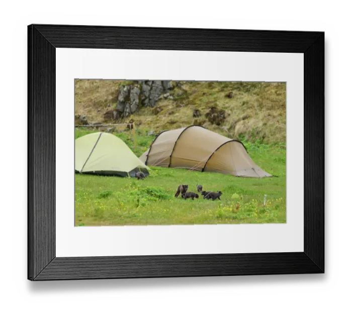 Framed Print : Arctic fox (Vulpes lagopus) male, blue morph in summer coat, among tents in campsite with cubs, aged 6 weeks, Hornvik, Hornstrandir Nature Reserve, Iceland. July Framed Print : Arctic fox (Vulpes lagopus) male, blue morph in summer coat, among tents in campsite with cubs, aged 6 weeks, Hornvik, Hornstrandir Nature Reserve, Iceland. July