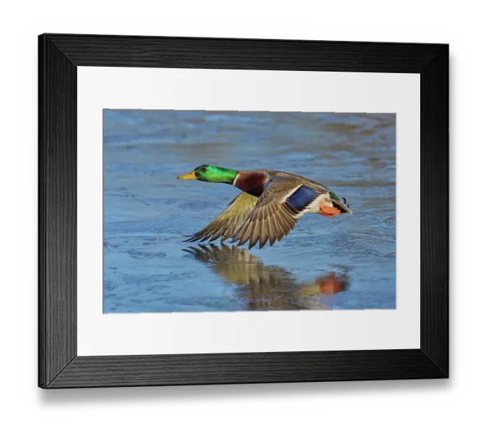 Framed Print : RF - Mallard (Anas platyrhynchos) drake flying over frozen pond, Reddish Vale Country Park, Greater Manchester, UK. December Framed Print : RF - Mallard (Anas platyrhynchos) drake flying over frozen pond, Reddish Vale Country Park, Greater Manchester, UK. December