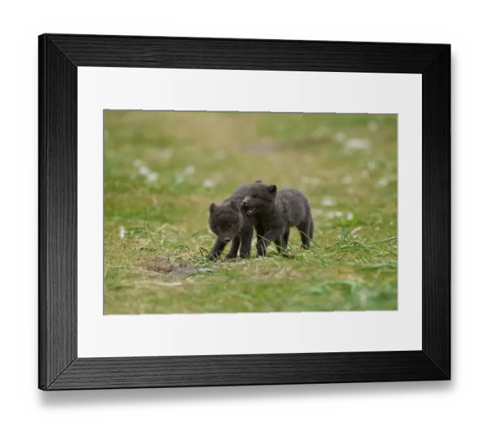 Framed Print : RF - Two Arctic fox (Vulpes lagopus) cubs aged 6 weeks, blue morph in summer coat, playing in grassland at public campsite, Hornvik, Iceland. July Framed Print : RF - Two Arctic fox (Vulpes lagopus) cubs aged 6 weeks, blue morph in summer coat, playing in grassland at public campsite, Hornvik, Iceland. July