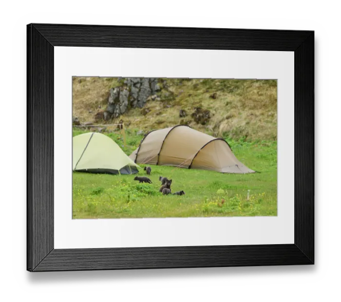Framed Print : Arctic fox (Vulpes lagopus) male, blue morph in summer coat, among tents in campsite with cubs, aged 6 weeks, Hornvik, Hornstrandir Nature Reserve, Iceland. July Framed Print : Arctic fox (Vulpes lagopus) male, blue morph in summer coat, among tents in campsite with cubs, aged 6 weeks, Hornvik, Hornstrandir Nature Reserve, Iceland. July