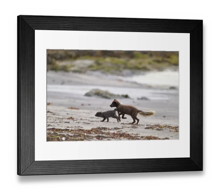 Framed Print : Arctic fox (Vulpes lagopus) male, blue morph in summer coat, playing with cub, aged 6 weeks, on beach, Hornvik, Hornstrandir Nature Reserve, Iceland. July Framed Print : Arctic fox (Vulpes lagopus) male, blue morph in summer coat, playing with cub, aged 6 weeks, on beach, Hornvik, Hornstrandir Nature Reserve, Iceland. July