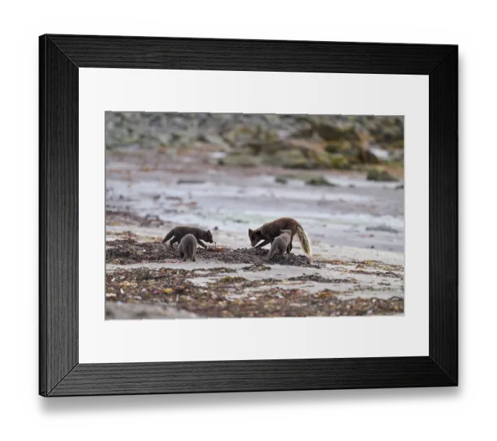Framed Print : Arctic fox (Vulpes lagopus) male, blue morph in summer coat, on beach teaching cubs, aged 6 weeks, how to forage for Kelp-fly larvae, Hornvik, Hornstrandir Nature Reserve Framed Print : Arctic fox (Vulpes lagopus) male, blue morph in summer coat, on beach teaching cubs, aged 6 weeks, how to forage for Kelp-fly larvae, Hornvik, Hornstrandir Nature Reserve