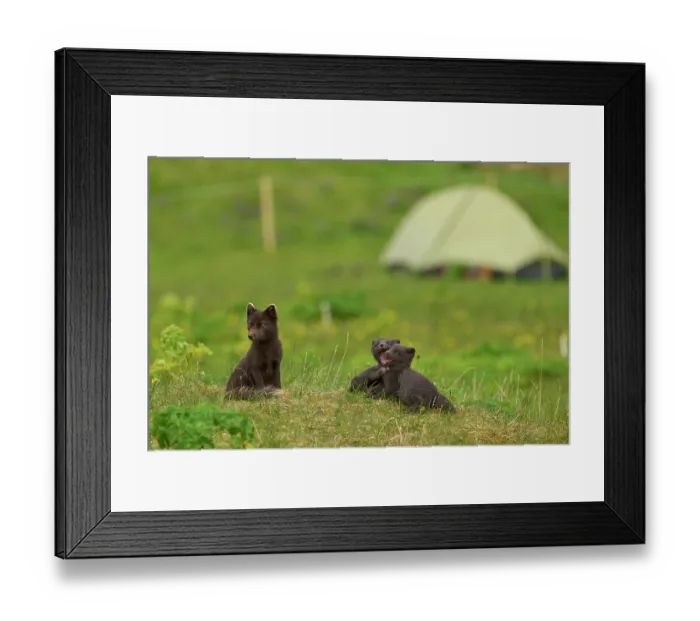 Framed Print : Arctic fox (Vulpes lagopus) male, blue morph in summer coat, with two cubs, aged 6 weeks, in campsite, Hornvik, Hornstrandir Nature Reserve, Iceland. July Framed Print : Arctic fox (Vulpes lagopus) male, blue morph in summer coat, with two cubs, aged 6 weeks, in campsite, Hornvik, Hornstrandir Nature Reserve, Iceland. July