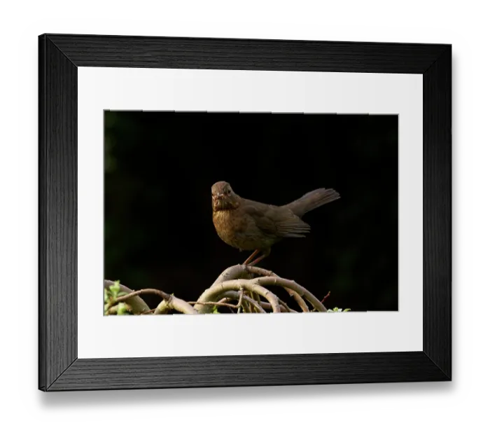 Framed Print : Blackbird (Turdus merula) female, perched on branch with food for chicks, urban wildlife garden, Greater Manchester, UK. April Framed Print : Blackbird (Turdus merula) female, perched on branch with food for chicks, urban wildlife garden, Greater Manchester, UK. April