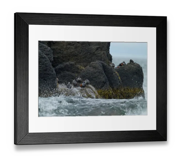 Framed Print : Group of Harlequin ducks (Histrionicus histrionicus) resting on rocks along the coast, Hornvik, Hornstrandir Nature Reserve, Iceland. July Framed Print : Group of Harlequin ducks (Histrionicus histrionicus) resting on rocks along the coast, Hornvik, Hornstrandir Nature Reserve, Iceland. July