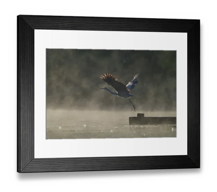 Framed Print : RF - Grey heron (Ardea cinerea) taking flight in morning sunlight, Reddish Vale Country Park, Greater Manchester, UK. October Framed Print : RF - Grey heron (Ardea cinerea) taking flight in morning sunlight, Reddish Vale Country Park, Greater Manchester, UK. October