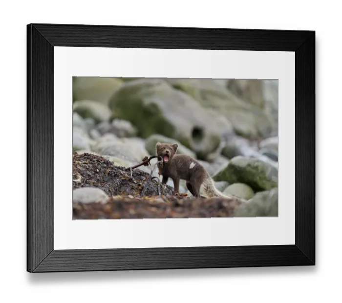 Framed Print : Arctic fox (Vulpes lagopus) blue morph in summer coat feeding on Kelp fly (Coelopa sp) larvae on beach, Hornvik, Hornstrandir Nature Reserve, Iceland. July