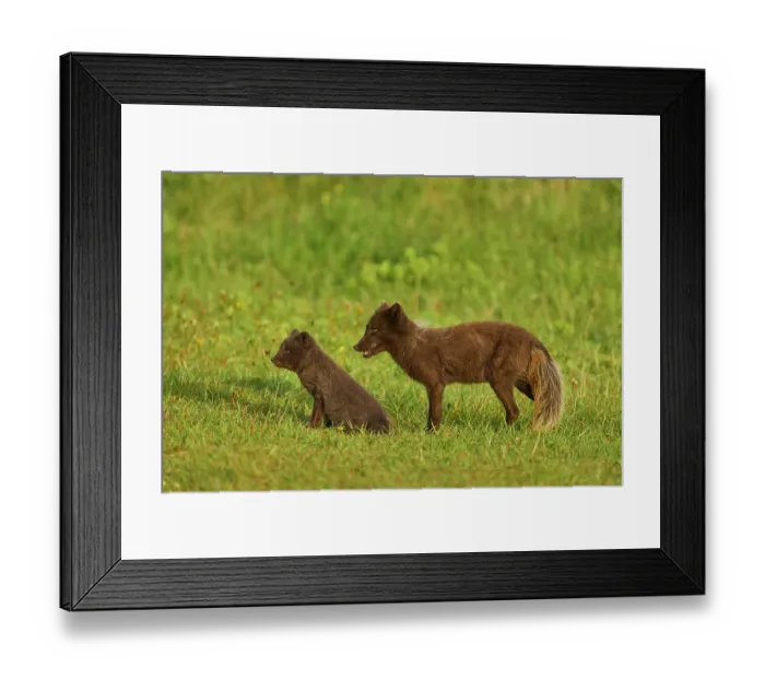 Framed Print : RF - Two Arctic fox (Vulpes lagopus) cubs aged 6 weeks, blue morph in summer coat, in grassland at public campsite, Hornvik, Iceland. July Framed Print : RF - Two Arctic fox (Vulpes lagopus) cubs aged 6 weeks, blue morph in summer coat, in grassland at public campsite, Hornvik, Iceland. July