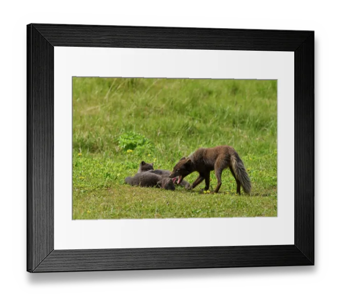 Framed Print : RF - Arctic fox (Vulpes lagopus) male, blue morph in summer coat, interacting with cubs, aged 6 weeks, Hornvik, Iceland. July Framed Print : RF - Arctic fox (Vulpes lagopus) male, blue morph in summer coat, interacting with cubs, aged 6 weeks, Hornvik, Iceland. July