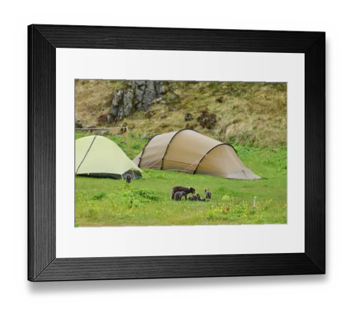 Framed Print : Arctic fox (Vulpes lagopus) male, blue morph in summer coat, among tents in campsite with cubs, aged 6 weeks, Hornvik, Hornstrandir Nature Reserve, Iceland. July Framed Print : Arctic fox (Vulpes lagopus) male, blue morph in summer coat, among tents in campsite with cubs, aged 6 weeks, Hornvik, Hornstrandir Nature Reserve, Iceland. July