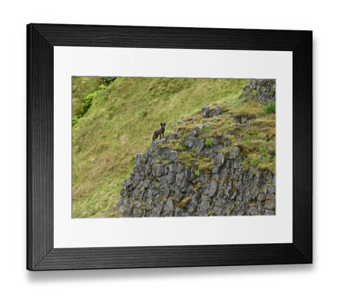 Framed Print : Arctic fox (Vulpes lagopus) blue morph in summer coat, standing at top of basalt cliff, Hornvik, Hornstrandir Nature Reserve, Iceland. July Framed Print : Arctic fox (Vulpes lagopus) blue morph in summer coat, standing at top of basalt cliff, Hornvik, Hornstrandir Nature Reserve, Iceland. July