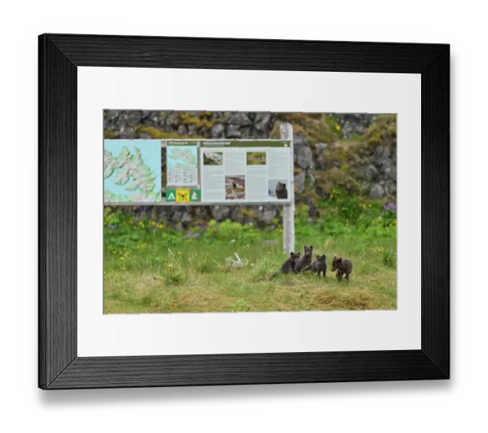 Framed Print : Arctic fox (Vulpes lagopus) male, blue morph in summer coat, sitting next to information sign in campsite with cubs, aged 6 weeks, Hornvik, Hornstrandir Nature Reserve, Iceland Framed Print : Arctic fox (Vulpes lagopus) male, blue morph in summer coat, sitting next to information sign in campsite with cubs, aged 6 weeks, Hornvik, Hornstrandir Nature Reserve, Iceland