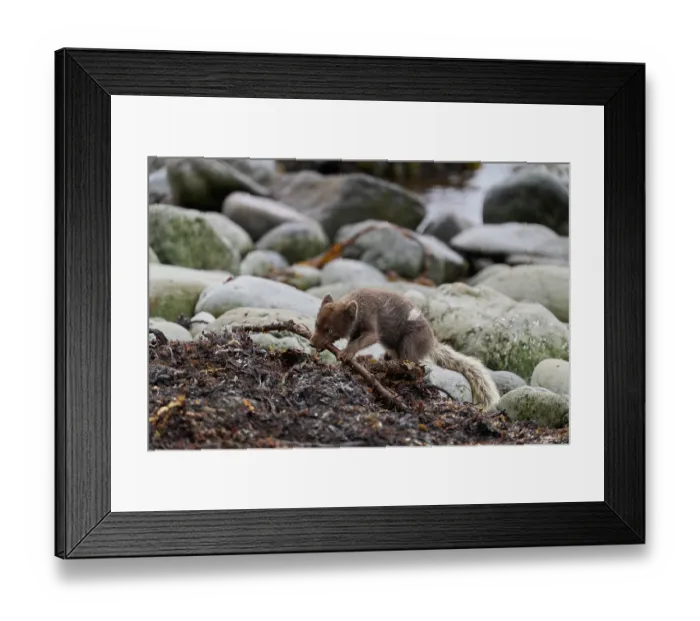 Framed Print : Arctic fox (Vulpes lagopus) blue morph in summer coat feeding on Kelp fly (Coelopa sp) larvae on beach, Hornvik, Hornstrandir Nature Reserve, Iceland. July Framed Print : Arctic fox (Vulpes lagopus) blue morph in summer coat feeding on Kelp fly (Coelopa sp) larvae on beach, Hornvik, Hornstrandir Nature Reserve, Iceland. July