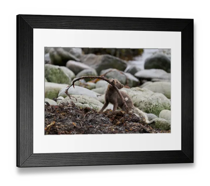 Framed Print : Arctic fox (Vulpes lagopus) blue morph in summer coat feeding on Kelp fly (Coelopa sp) larvae on beach, Hornvik, Hornstrandir Nature Reserve, Iceland. July Framed Print : Arctic fox (Vulpes lagopus) blue morph in summer coat feeding on Kelp fly (Coelopa sp) larvae on beach, Hornvik, Hornstrandir Nature Reserve, Iceland. July