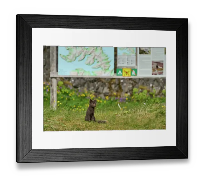 Framed Print : Arctic fox (Vulpes lagopus) blue morph in summer coat, sitting under information sign in campsite, Hornvik, Hornstrandir Nature Reserve, Iceland. July Framed Print : Arctic fox (Vulpes lagopus) blue morph in summer coat, sitting under information sign in campsite, Hornvik, Hornstrandir Nature Reserve, Iceland. July