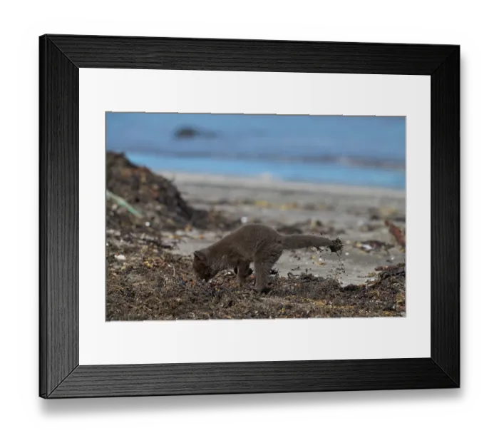 Framed Print : Arctic fox (Vulpes lagopus) cub, aged 6 weeks, blue morph in summer coat, foraging for kelp-fly larvae on beach, Hornvik, Hornstrandir Nature Reserve, Iceland. July Framed Print : Arctic fox (Vulpes lagopus) cub, aged 6 weeks, blue morph in summer coat, foraging for kelp-fly larvae on beach, Hornvik, Hornstrandir Nature Reserve, Iceland. July