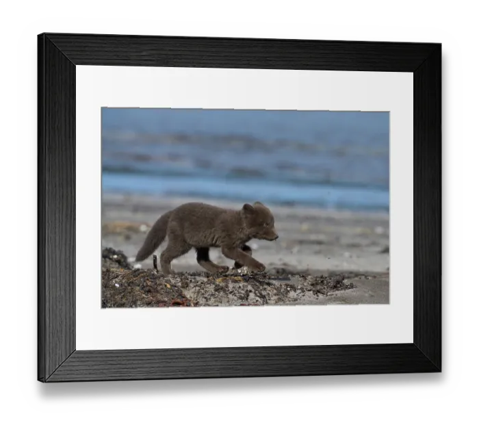 Framed Print : Arctic fox (Vulpes lagopus) cub, aged 6 weeks, blue morph in summer coat, walking along beach, Hornvik, Hornstrandir Nature Reserve, Iceland. July Framed Print : Arctic fox (Vulpes lagopus) cub, aged 6 weeks, blue morph in summer coat, walking along beach, Hornvik, Hornstrandir Nature Reserve, Iceland. July
