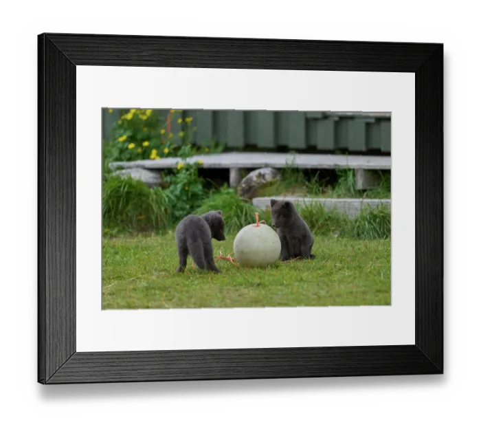 Framed Print : Two Arctic fox (Vulpes lagopus) cubs, aged 6 weeks, blue morph in summer coat, playing with fishing buoy outside Ranger Station in campsite, Hornvik, Hornstrandir Nature Reserve Framed Print : Two Arctic fox (Vulpes lagopus) cubs, aged 6 weeks, blue morph in summer coat, playing with fishing buoy outside Ranger Station in campsite, Hornvik, Hornstrandir Nature Reserve