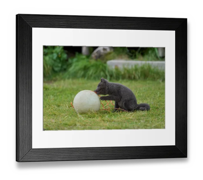 Framed Print : Arctic fox (Vulpes lagopus) cub, aged 6 weeks, blue morph in summer coat, playing with fishing buoy outside Ranger Station in campsite, Hornvik, Hornstrandir Nature Reserve Framed Print : Arctic fox (Vulpes lagopus) cub, aged 6 weeks, blue morph in summer coat, playing with fishing buoy outside Ranger Station in campsite, Hornvik, Hornstrandir Nature Reserve