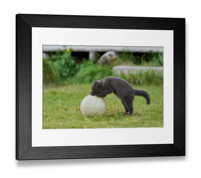 Framed Print : Arctic fox (Vulpes lagopus) cub, aged 6 weeks, blue morph in summer coat, playing with fishing buoy outside Ranger Station in campsite, Hornvik, Hornstrandir Nature Reserve Framed Print : Arctic fox (Vulpes lagopus) cub, aged 6 weeks, blue morph in summer coat, playing with fishing buoy outside Ranger Station in campsite, Hornvik, Hornstrandir Nature Reserve
