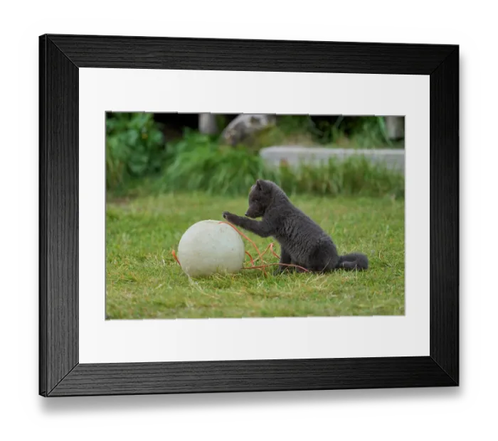 Framed Print : Arctic fox (Vulpes lagopus) cub, aged 6 weeks, blue morph in summer coat, playing with fishing buoy outside Ranger Station in campsite, Hornvik, Hornstrandir Nature Reserve Framed Print : Arctic fox (Vulpes lagopus) cub, aged 6 weeks, blue morph in summer coat, playing with fishing buoy outside Ranger Station in campsite, Hornvik, Hornstrandir Nature Reserve