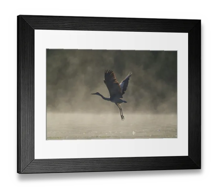 Framed Print : RF - Grey heron (Ardea cinerea) in flight over water in morning sunlight, Reddish Vale Country Park, Greater Manchester, UK. October Framed Print : RF - Grey heron (Ardea cinerea) in flight over water in morning sunlight, Reddish Vale Country Park, Greater Manchester, UK. October