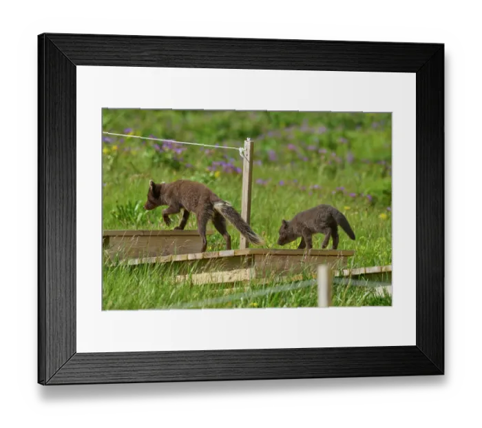 Framed Print : Two Arctic fox (Vulpes lagopus) cubs, aged 6 weeks, blue morph in summer coat, walking up steps in campsite, Hornvik, Hornstrandir Nature Reserve, Iceland. July Framed Print : Two Arctic fox (Vulpes lagopus) cubs, aged 6 weeks, blue morph in summer coat, walking up steps in campsite, Hornvik, Hornstrandir Nature Reserve, Iceland. July