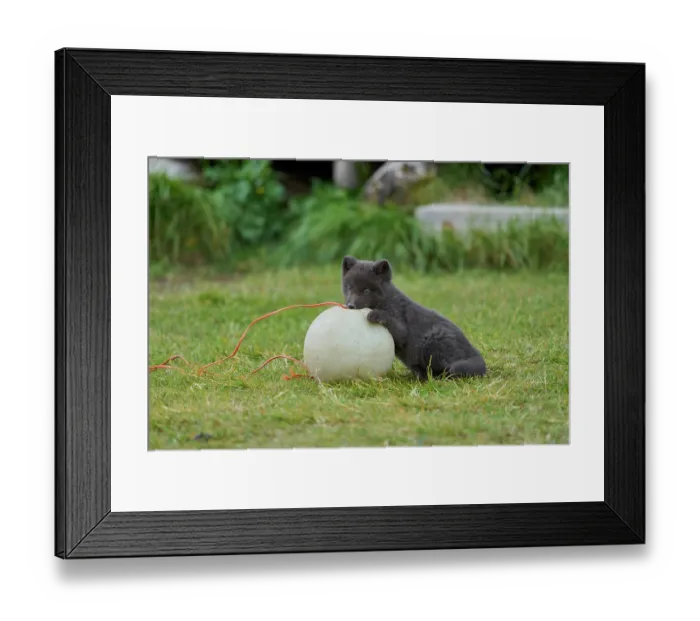 Framed Print : Arctic fox (Vulpes lagopus) cub, aged 6 weeks, blue morph in summer coat, playing with fishing buoy outside Ranger Station in campsite, Hornvik, Hornstrandir Nature Reserve