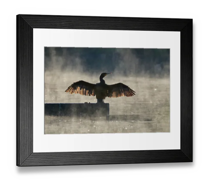 Framed Print : RF - Cormorant (Phalacrocorax carbo) drying its wings in morning sunlight, Reddish Vale Country Park, Greater Manchester, UK. October Framed Print : RF - Cormorant (Phalacrocorax carbo) drying its wings in morning sunlight, Reddish Vale Country Park, Greater Manchester, UK. October