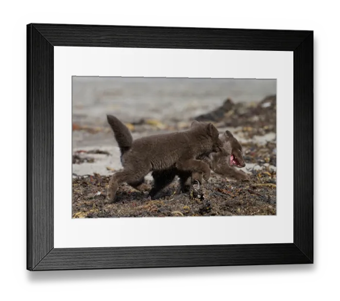 Framed Print : Two Arctic fox (Vulpes lagopus) cubs, aged 6 weeks, blue morph in summer coat, playing on beach, Hornvik, Hornstrandir Nature Reserve, Iceland. July Framed Print : Two Arctic fox (Vulpes lagopus) cubs, aged 6 weeks, blue morph in summer coat, playing on beach, Hornvik, Hornstrandir Nature Reserve, Iceland. July