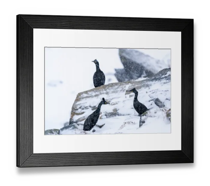 Framed Print : Three Shags (Phalacrocorax aristotelis) perched on snow-covered rocks in light snowfall, Hornoya, Varanger, Finnmark, Norway. March Framed Print : Three Shags (Phalacrocorax aristotelis) perched on snow-covered rocks in light snowfall, Hornoya, Varanger, Finnmark, Norway. March