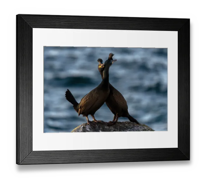 Framed Print : Shags (Phalacrocorax aristotelis) pair, courtship display, Hornoya, Varanger, Finnmark, Norway. March Framed Print : Shags (Phalacrocorax aristotelis) pair, courtship display, Hornoya, Varanger, Finnmark, Norway. March