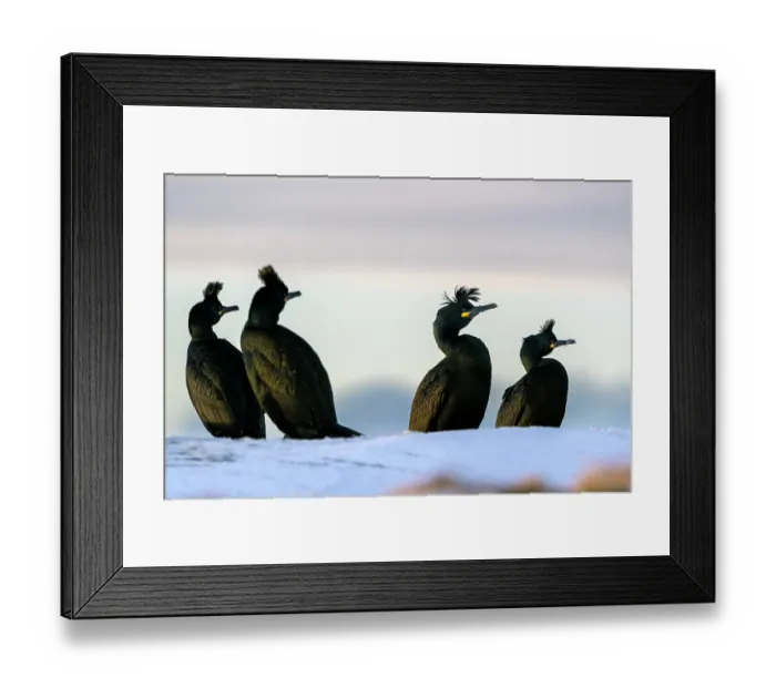 Framed Print : Four Shags (Phalacrocorax aristotelis) standing on snow, Hornoya, Varanger, Finnmark, Norway. March Framed Print : Four Shags (Phalacrocorax aristotelis) standing on snow, Hornoya, Varanger, Finnmark, Norway. March