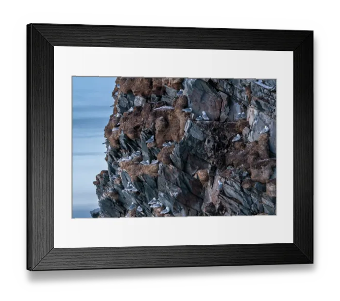 Framed Print : Kittiwakes (Rissa tridactyla) breeding colony on cliffs, Hornoya, Varanger, Finnmark, Norway. March Framed Print : Kittiwakes (Rissa tridactyla) breeding colony on cliffs, Hornoya, Varanger, Finnmark, Norway. March
