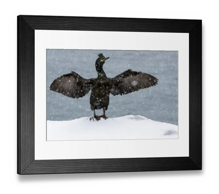 Framed Print : Shag (Phalacrocorax aristotelis) standing on snow with wings spread during heavy snowfall, Hornoya, Varanger, Finnmark, Norway. March Framed Print : Shag (Phalacrocorax aristotelis) standing on snow with wings spread during heavy snowfall, Hornoya, Varanger, Finnmark, Norway. March
