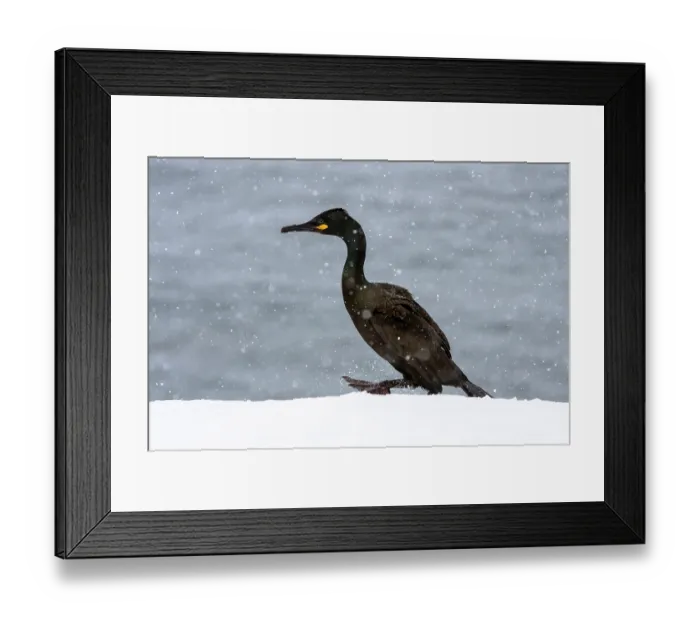 Framed Print : Shag (Phalacrocorax aristotelis) walking on snow during heavy snowfall, Hornoya, Varanger, Finnmark, Norway. March Framed Print : Shag (Phalacrocorax aristotelis) walking on snow during heavy snowfall, Hornoya, Varanger, Finnmark, Norway. March