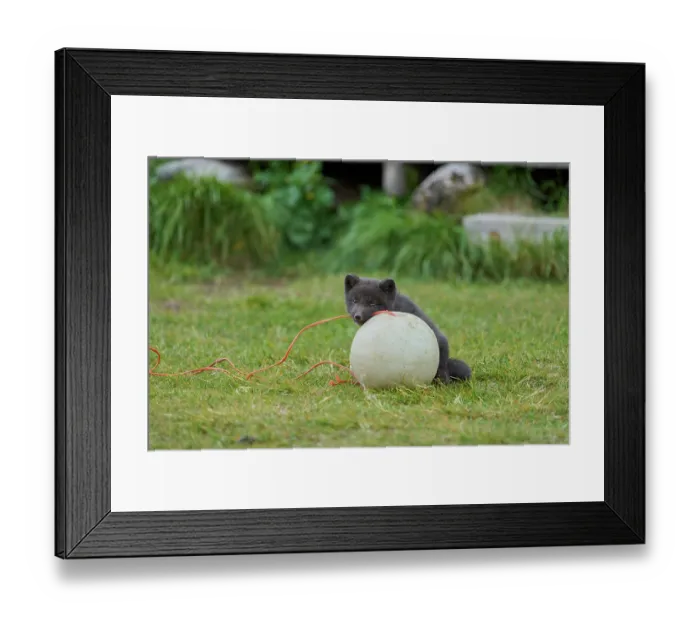 Framed Print : Arctic fox (Vulpes lagopus) cub, aged 6 weeks, blue morph in summer coat, playing with fishing buoy outside Ranger Station in campsite, Hornvik, Hornstrandir Nature Reserve